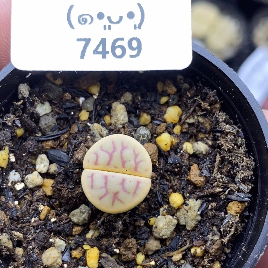 7469，18包邮.当天凑哦。新疆西藏88包邮