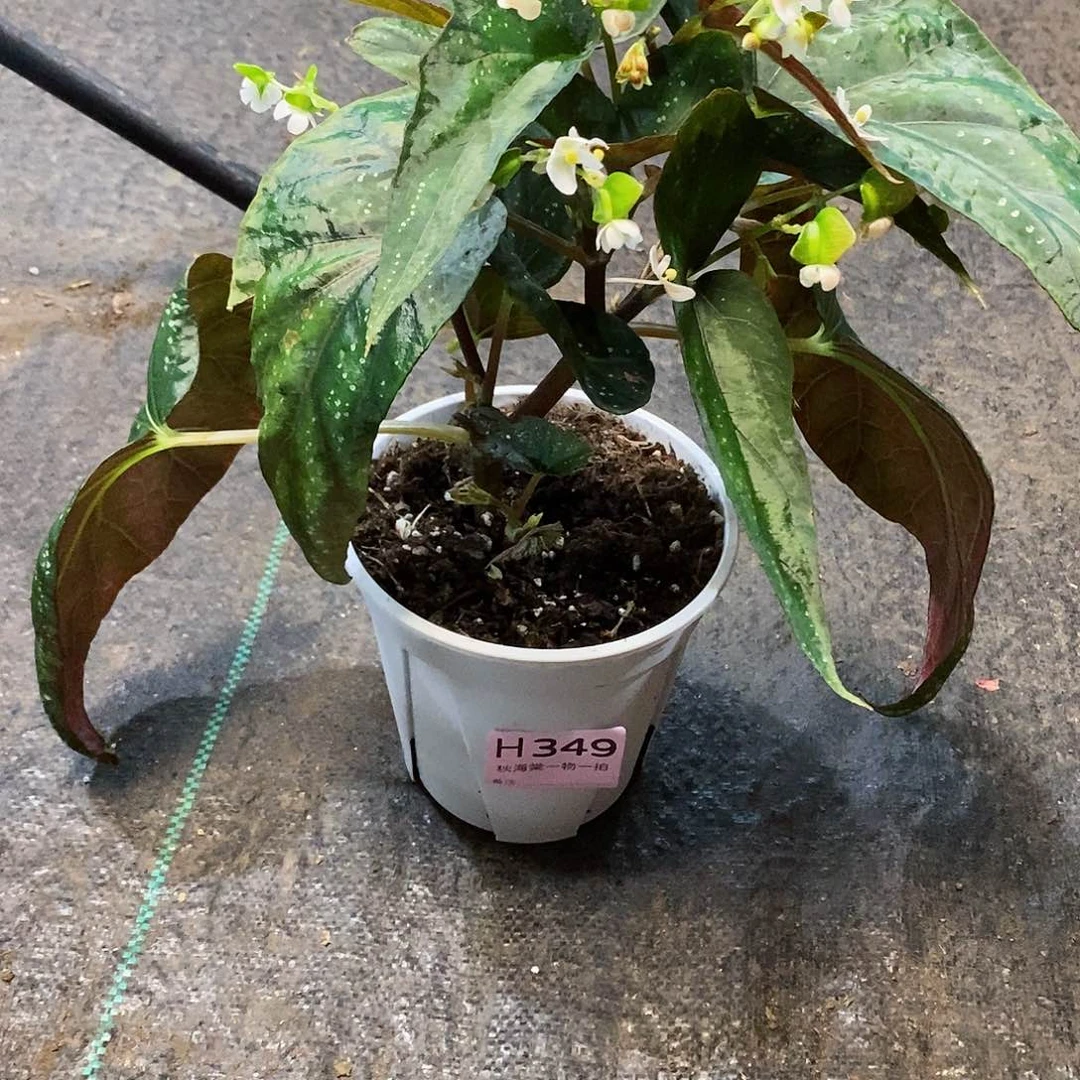 不开花植物花****y秋海棠349叶损