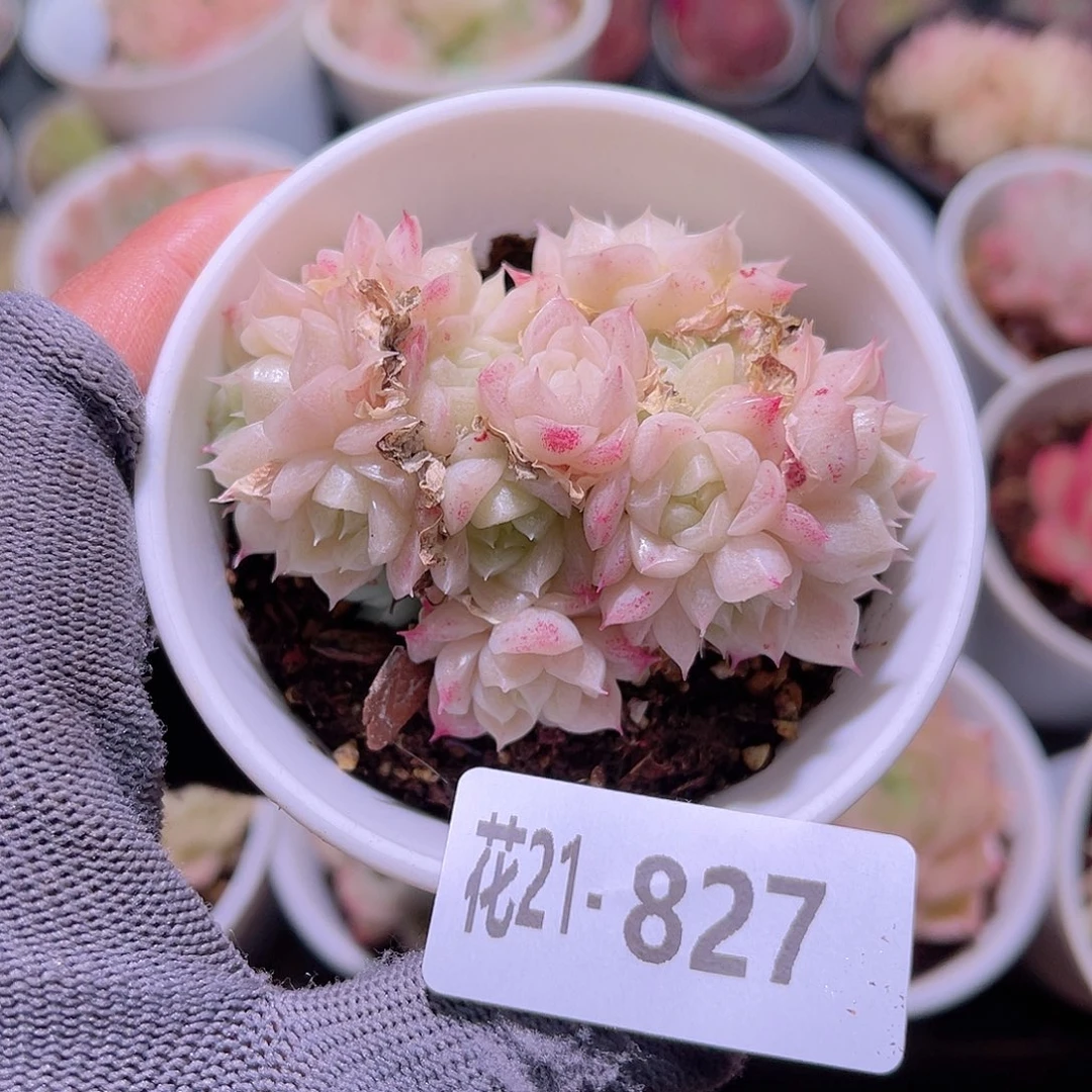 花21-827麦秆群生