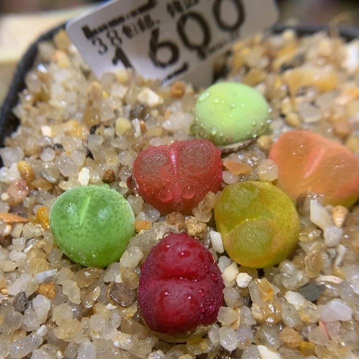 Sssss精品生花1600