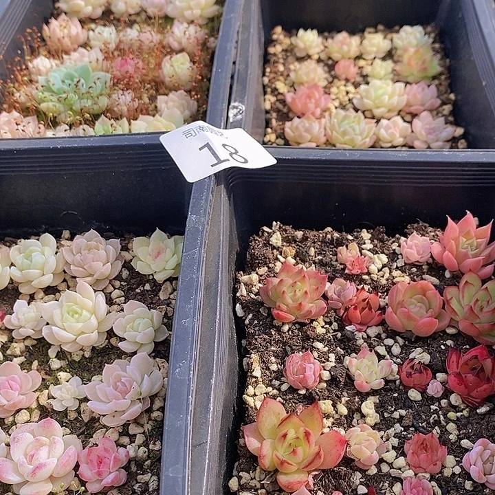 18 多肉植物盆栽花卉