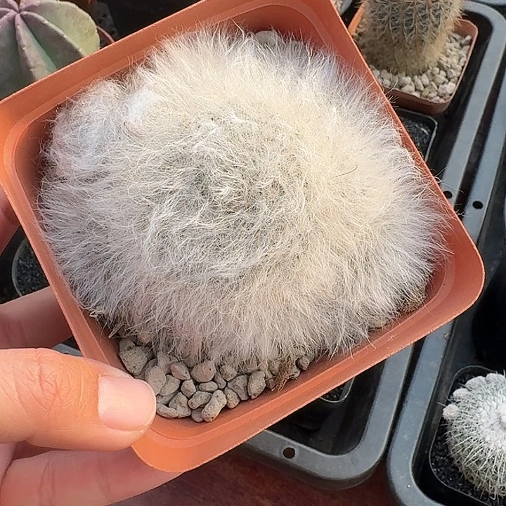 小*无刺丽光殿仙人球