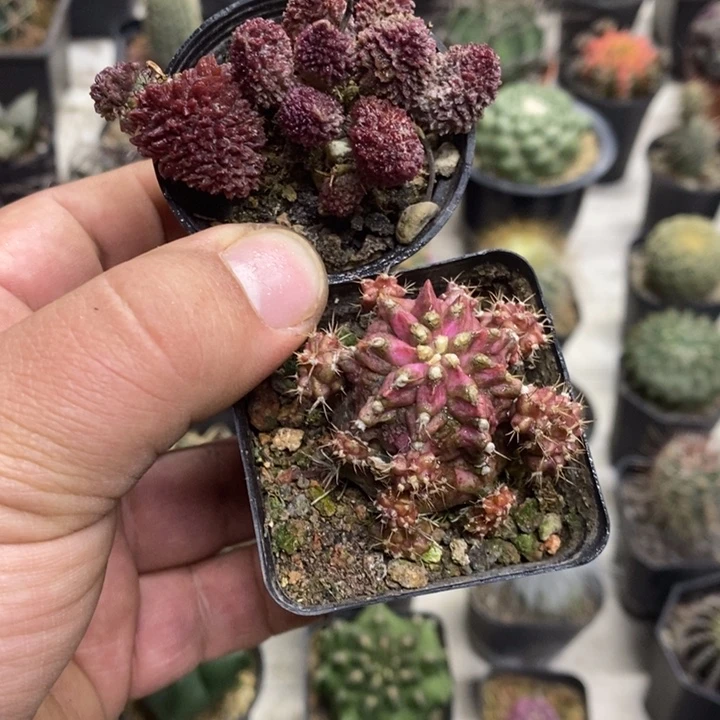 朱子玉海神2颗特价