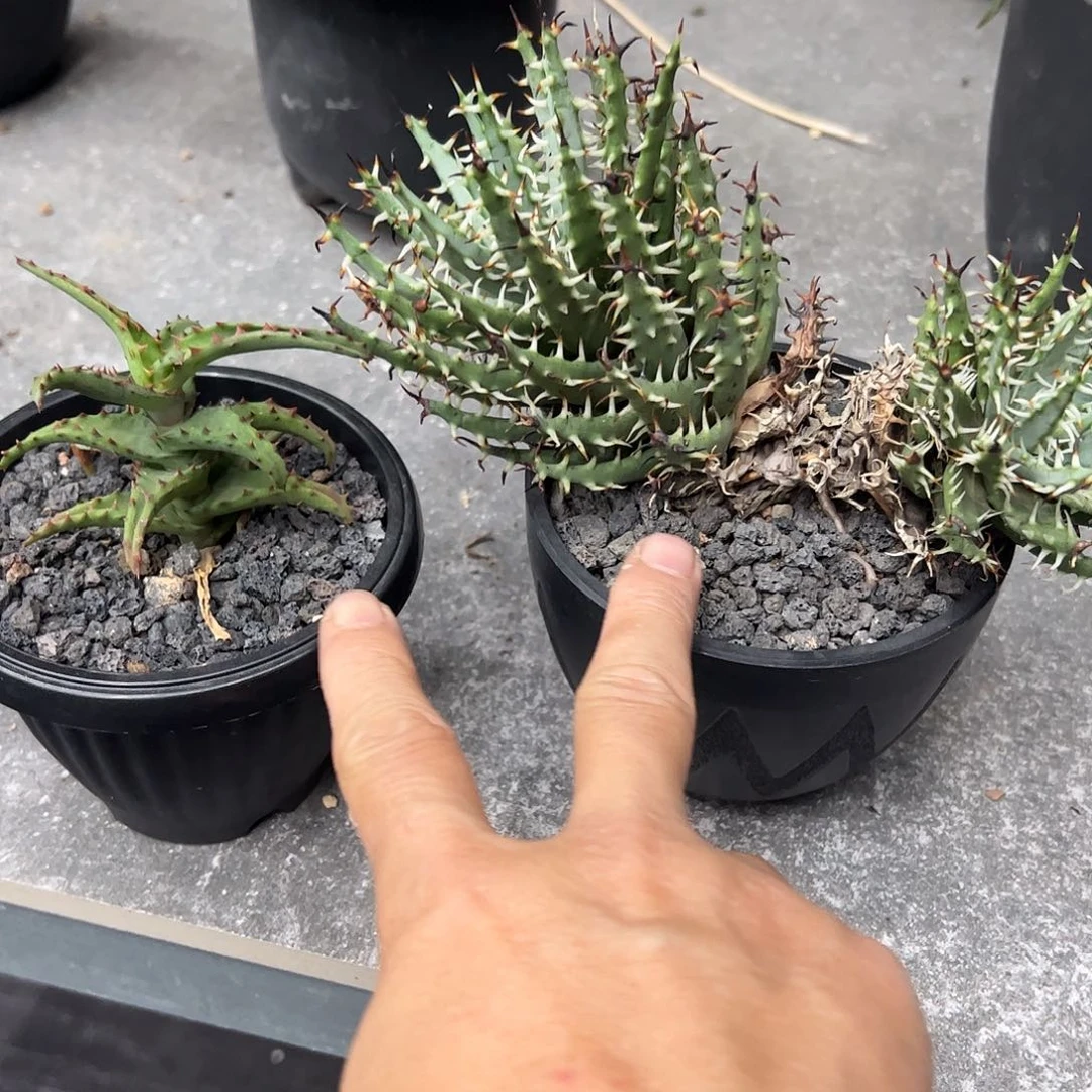 刺***场卡萨帝➕双头黑魔殿666666688