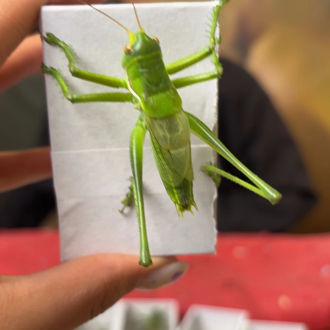 林***海蝈蝈蝈蝈福福价格