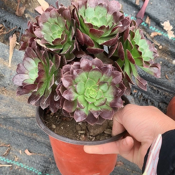 小*731赤焰莲多肉植物
