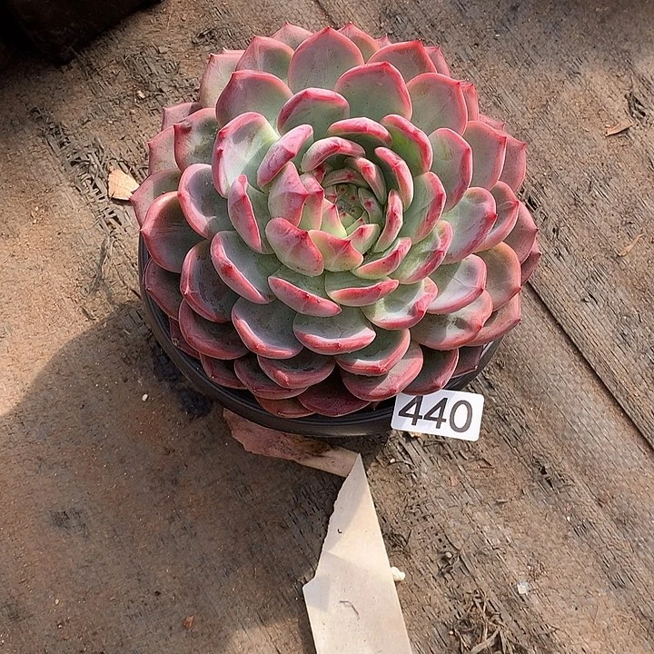 440红鸾一物一拍多肉