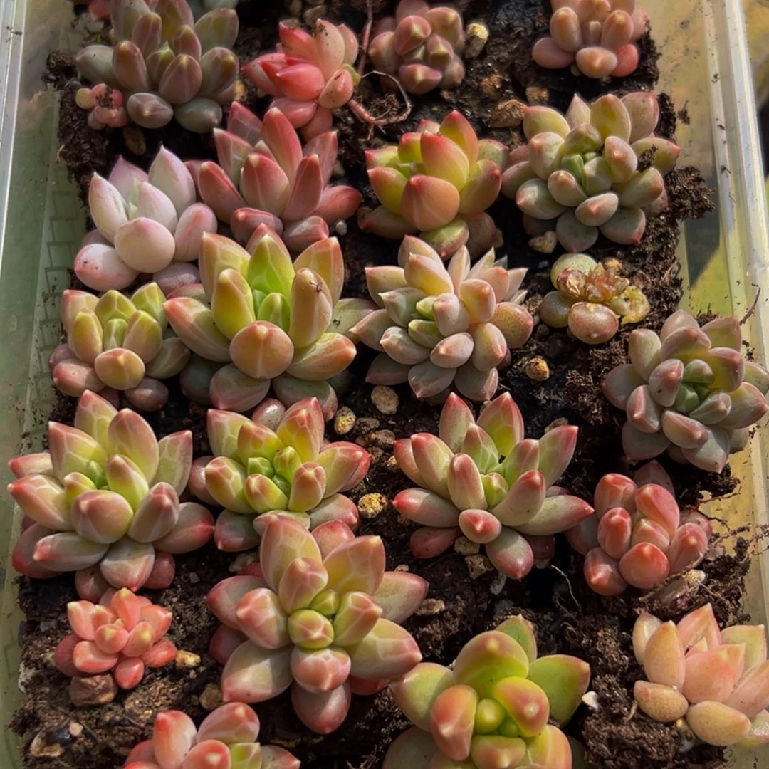 548多肉葡萄的味道是真的