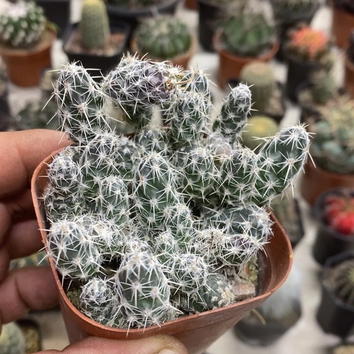 舞豆团扇特价福利