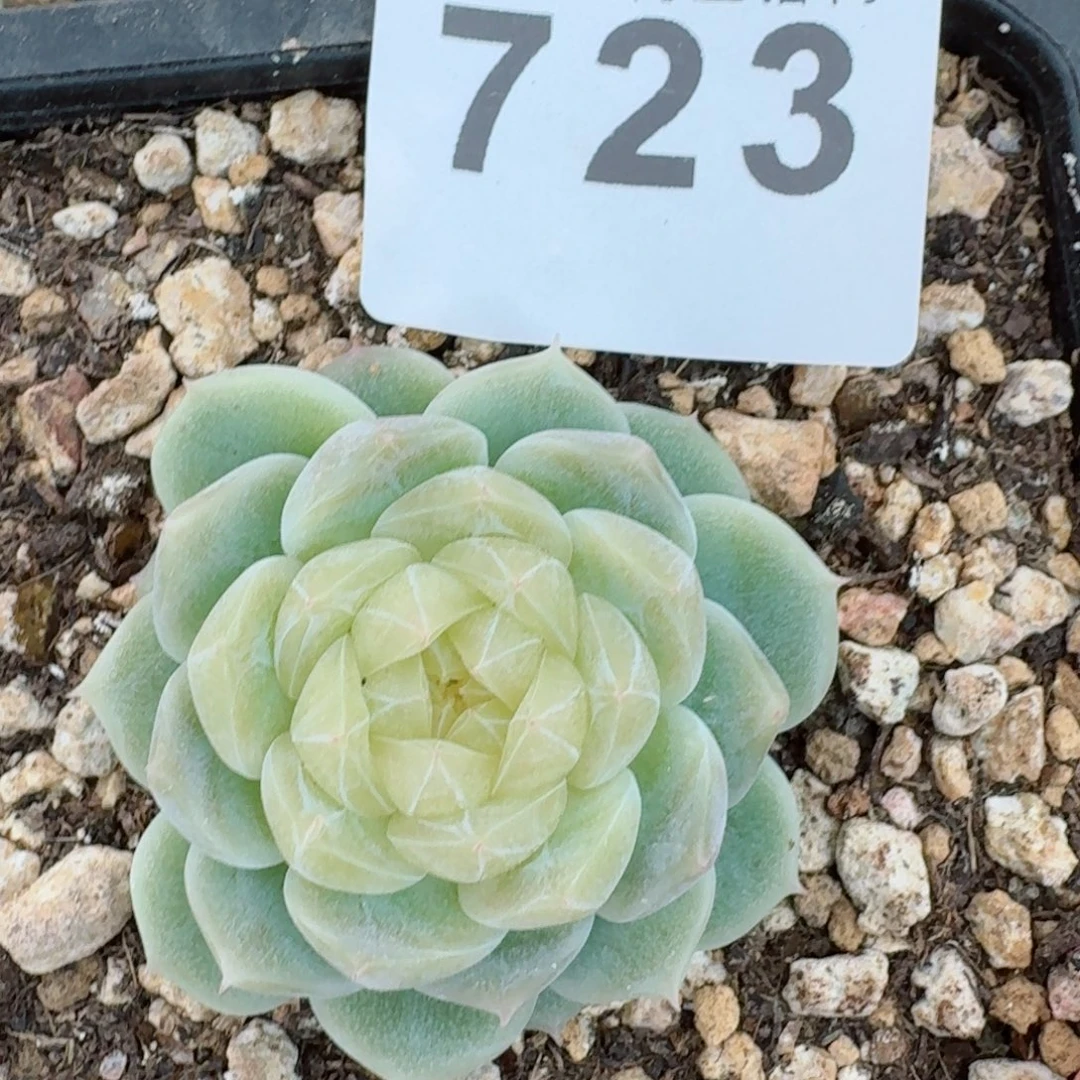 泼天富贵      开心笑容难抵抗，积极乐观正能量