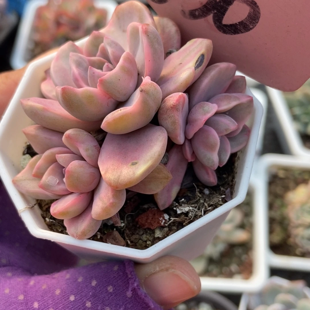 630彩虹糖锦多肉植物