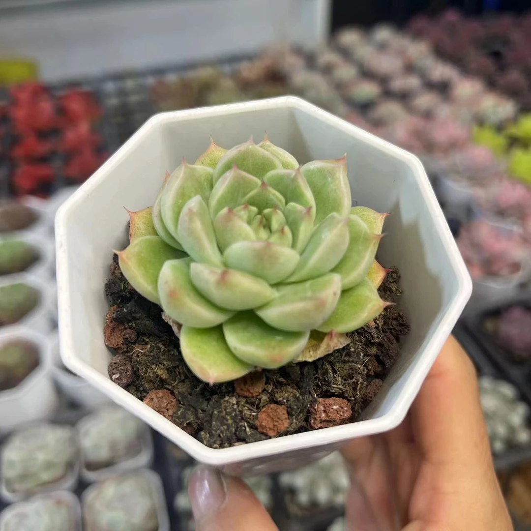 明月心（7厘米盆）老桩多肉