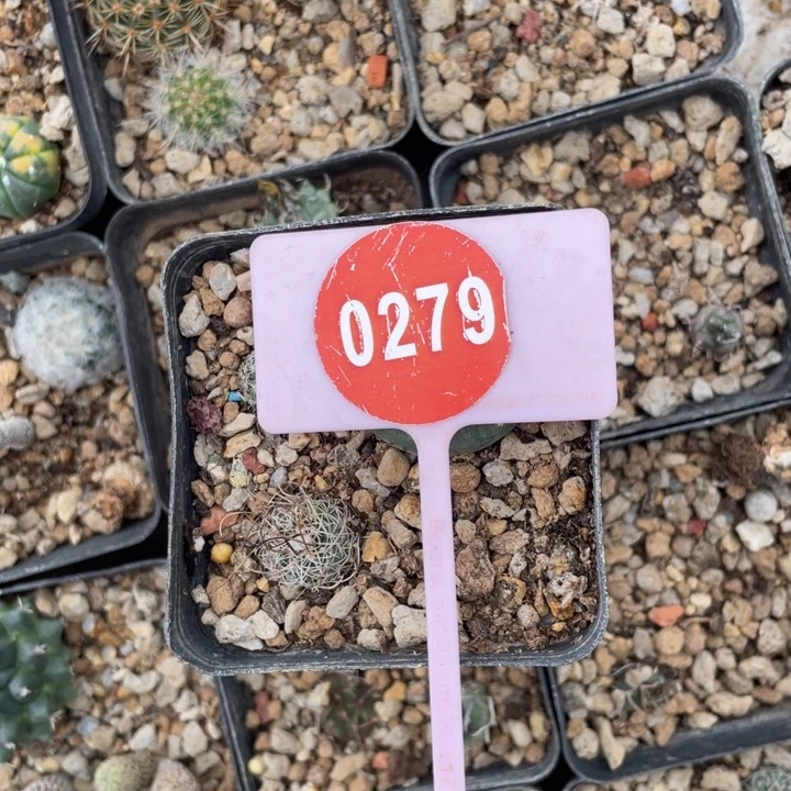 F***d实生仙人球02790279