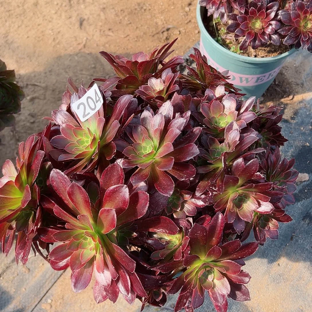 紫砂茶宠金丝缕老桩204号