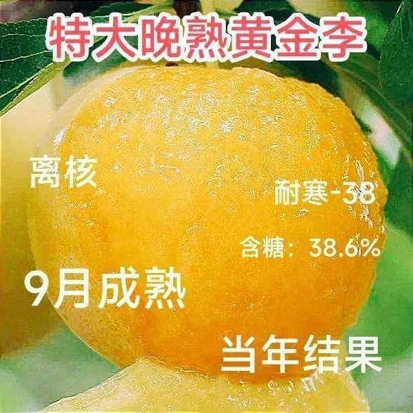 特大晚熟黄金李子树苗正宗李子苗大果耐寒南北方种植特大李子树