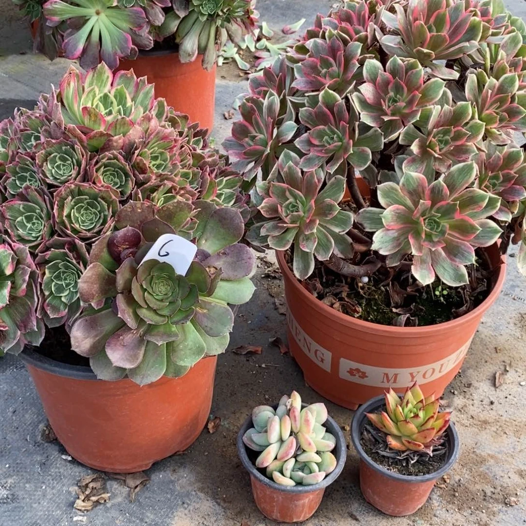 全部花朵多肉植物组合拼盘6