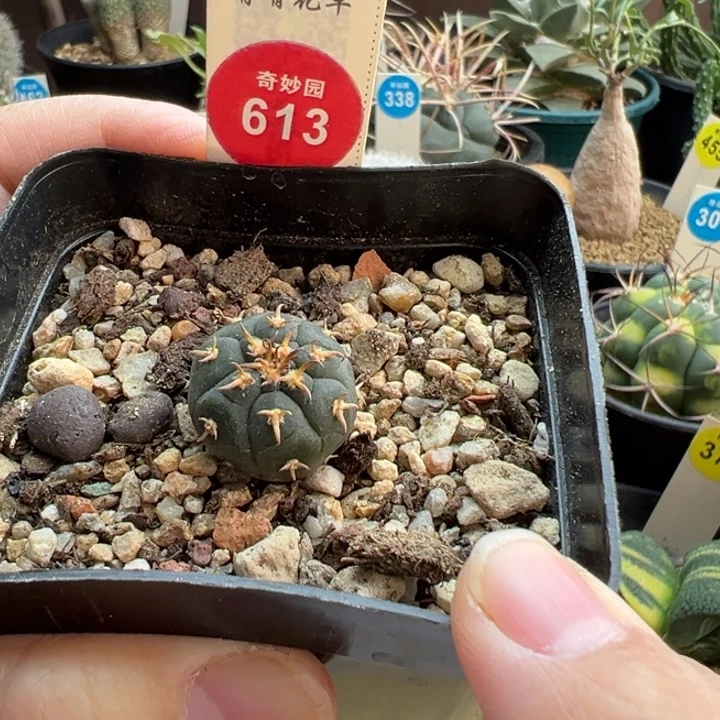 实生短豪刺猫爪一棵仙人球