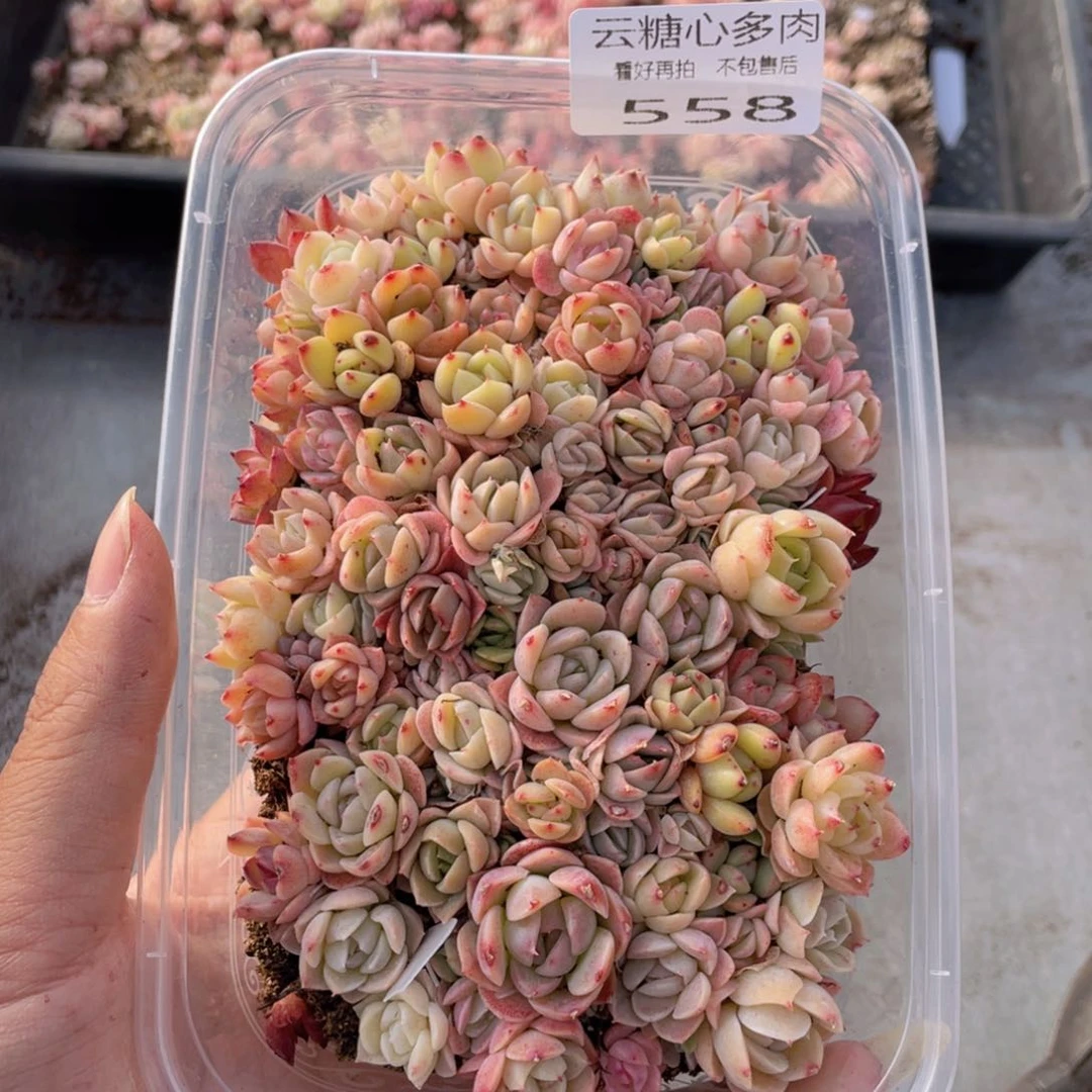 云糖心多肉植物558