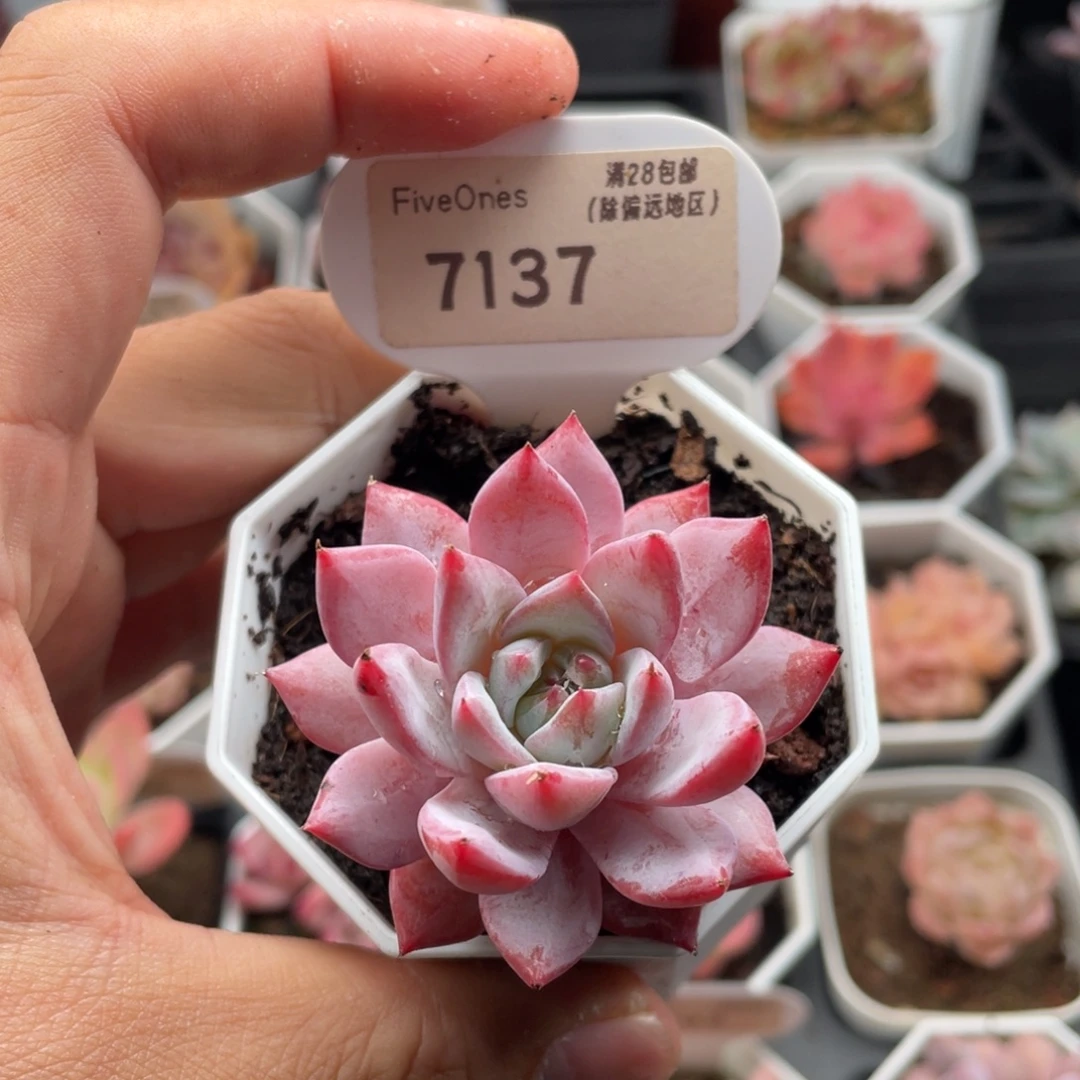 粉蓝鸟7137-5厘米