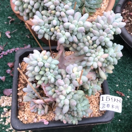 汤圆缀，1598，一物一拍