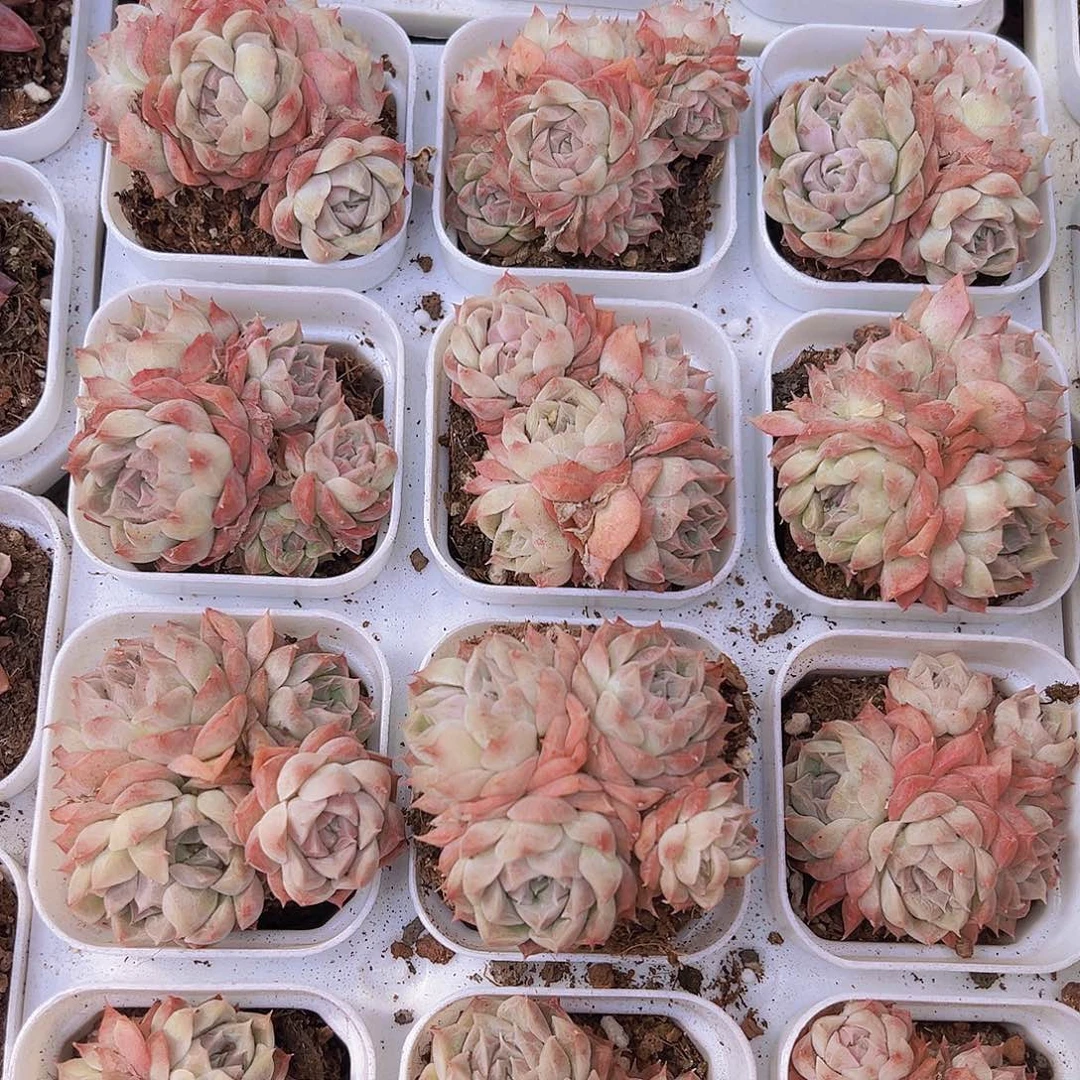 颜如玉群19包邮多肉