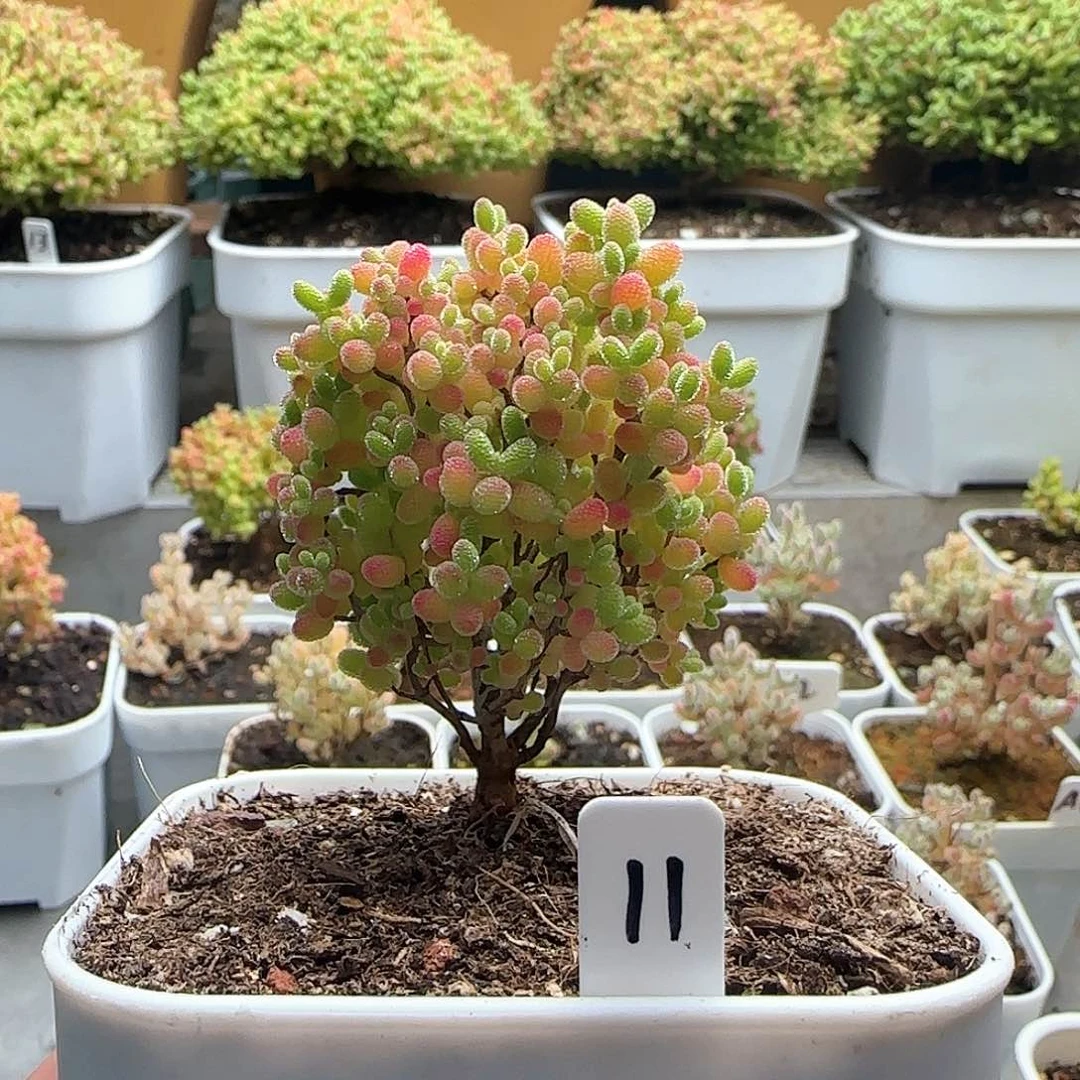 蜜橘糖球枝干番杏