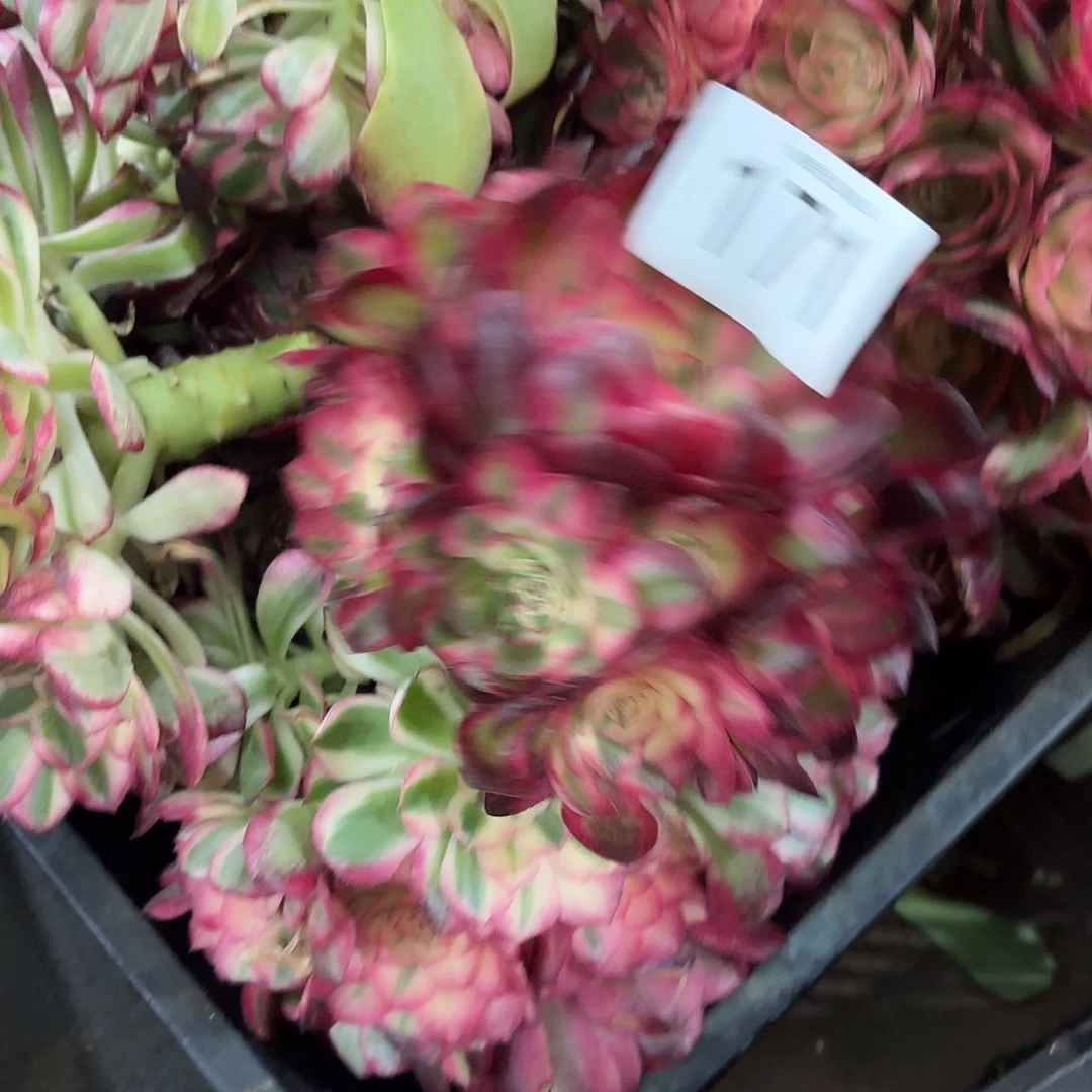 y*多肉植物福利171