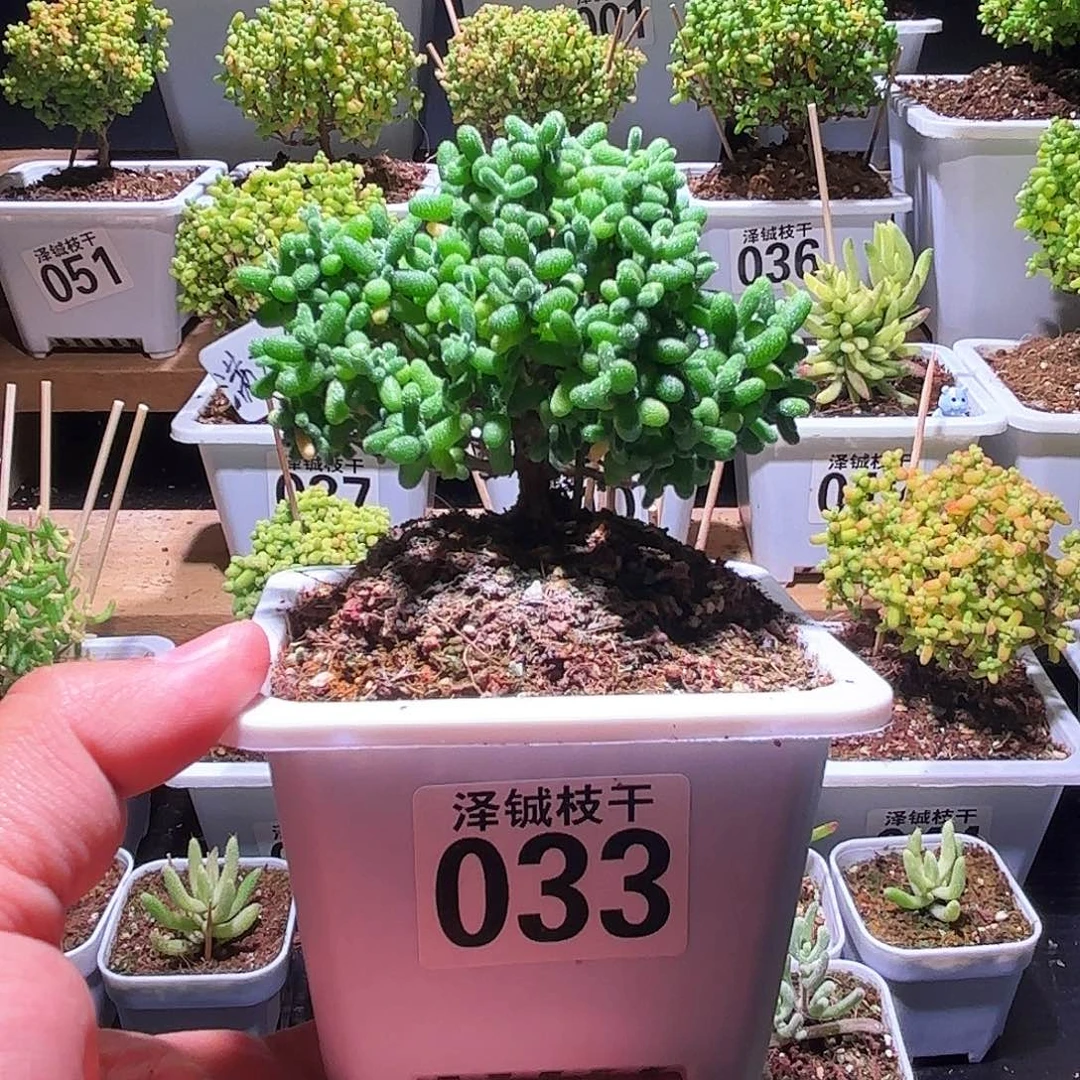 033枝干番杏金橘糖球