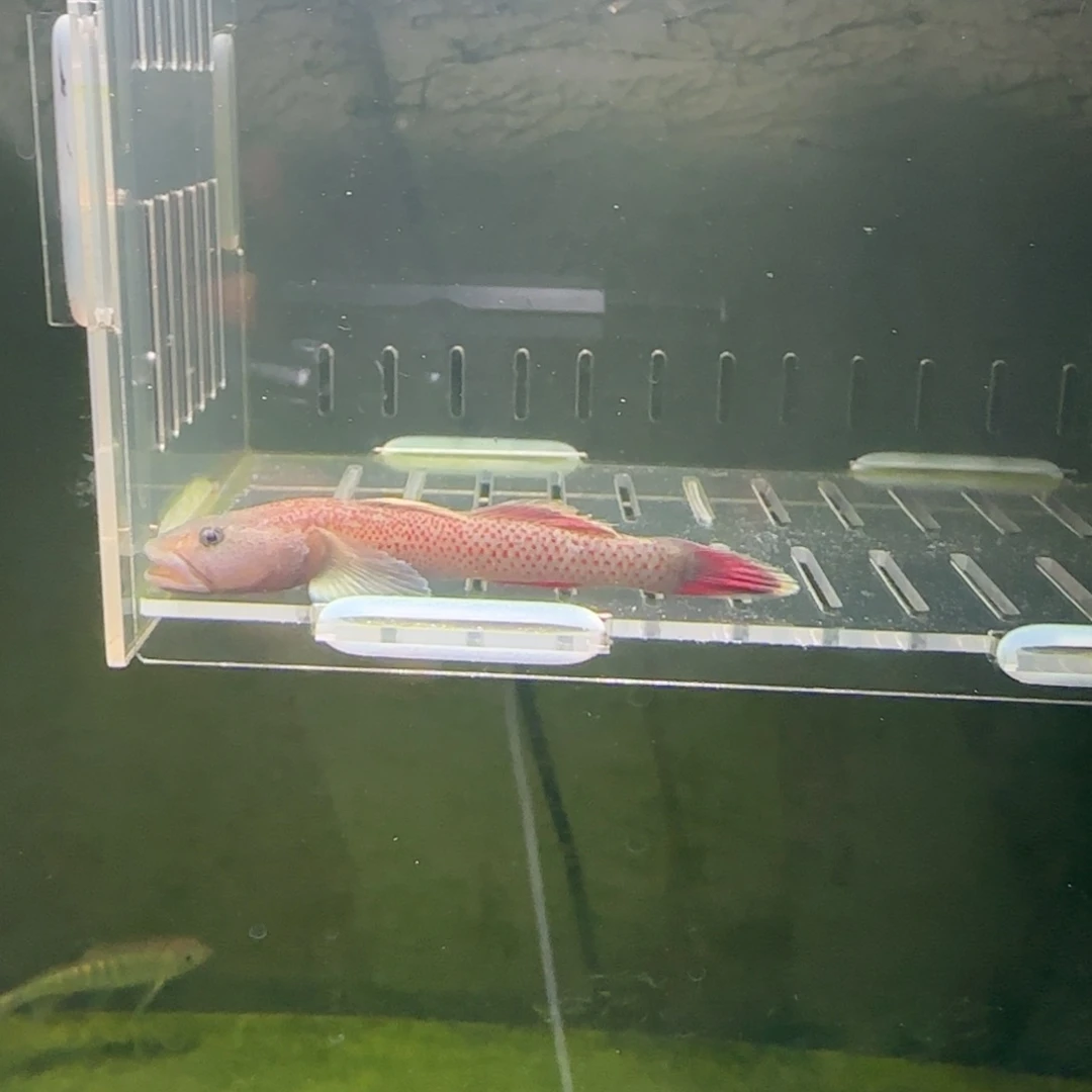 工具鱼白边戴式虾虎鱼，冷水