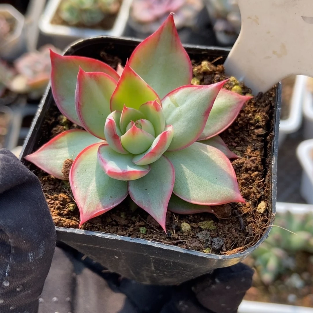 1032惊鸿仙子多肉植物