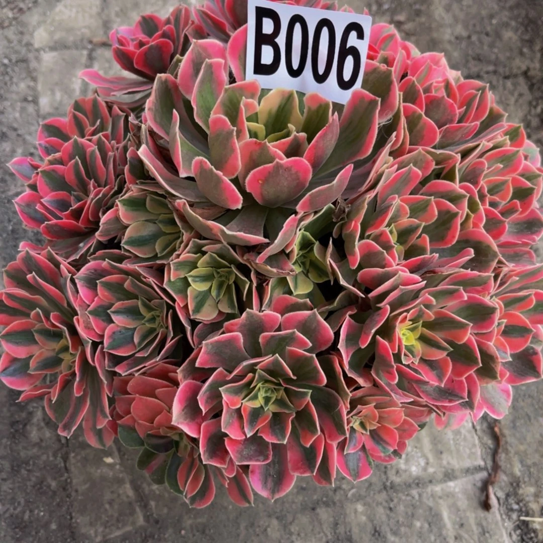 女妖法师16///////28包邮