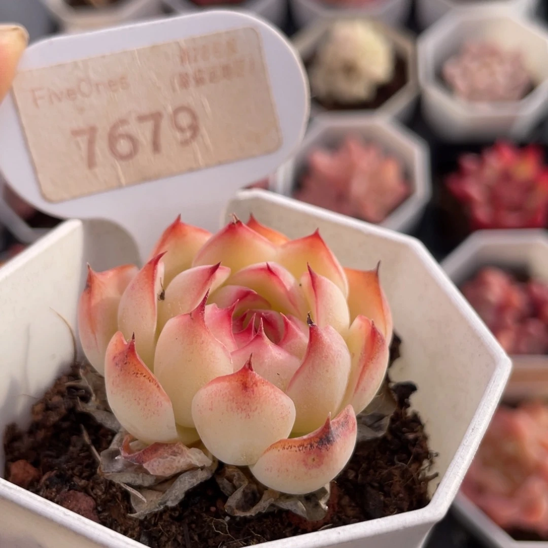 勾魂仙子7679-4.0厘米