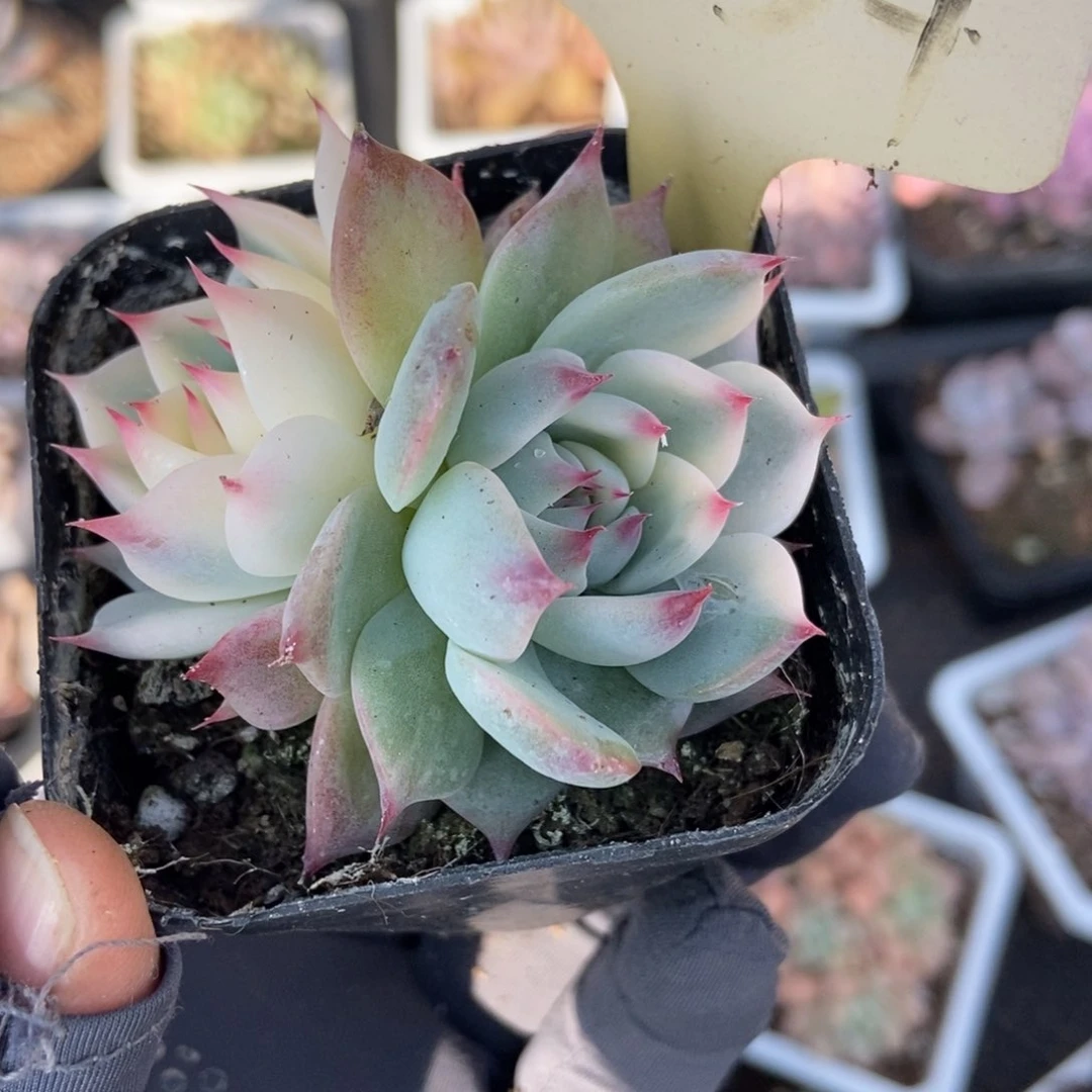 7054吉娃娃锦多肉植物