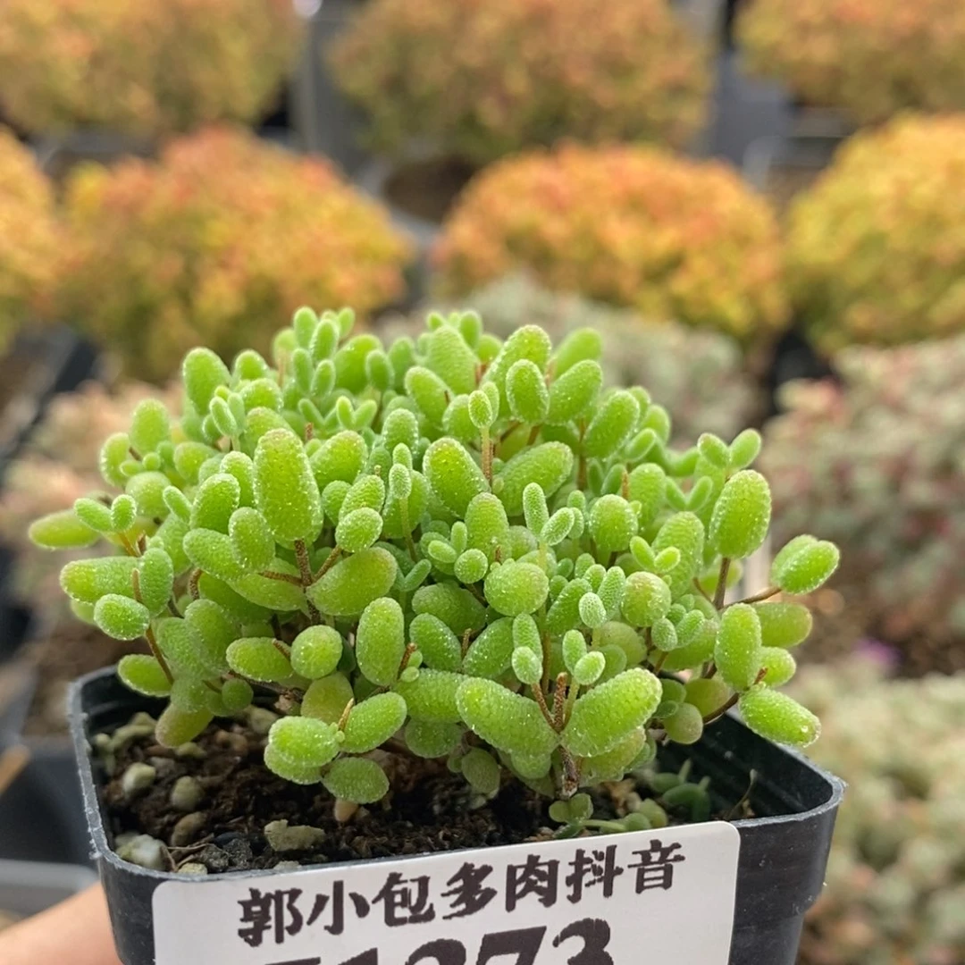 蜜橘糖球1373枝干番杏
