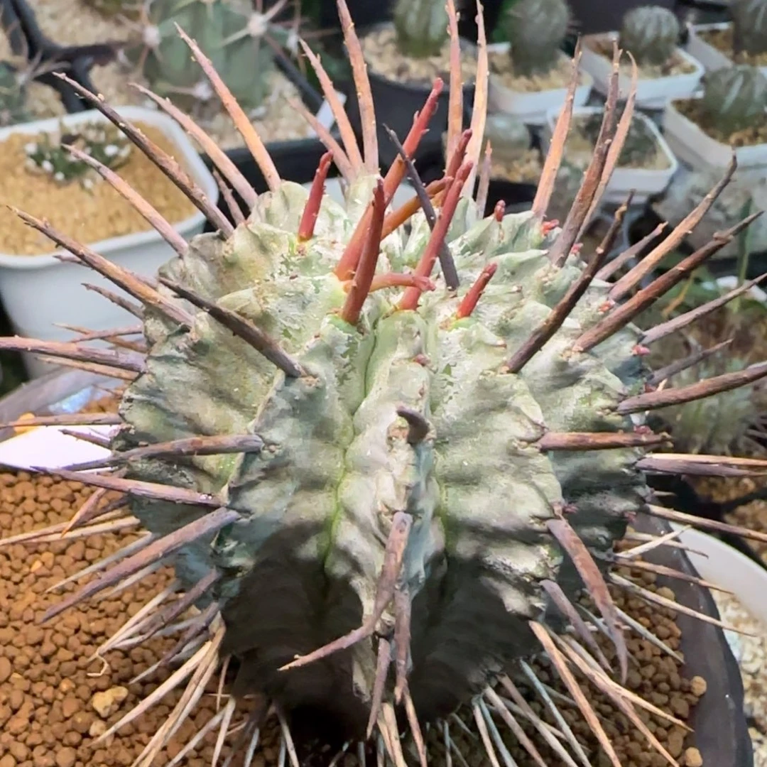03脱土发 狂刺大型白衣