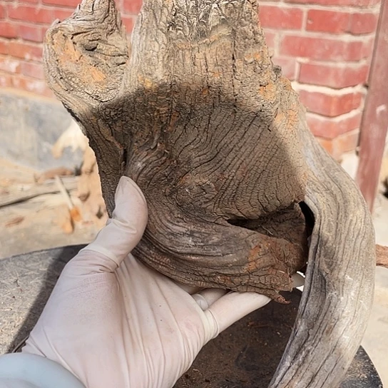 懿***基柏木崖柏崖柏崖柏