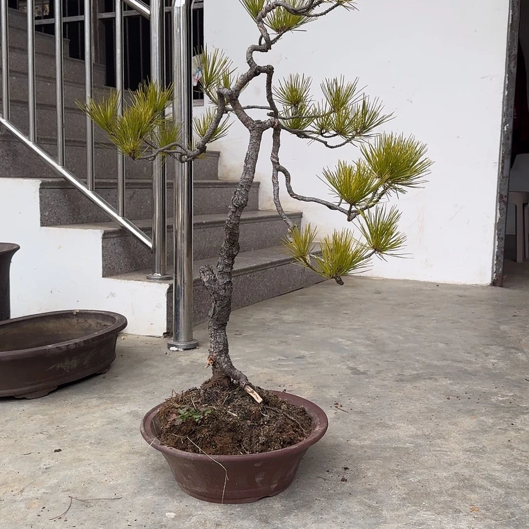 ༇****༻黄山松，黄山松黄山