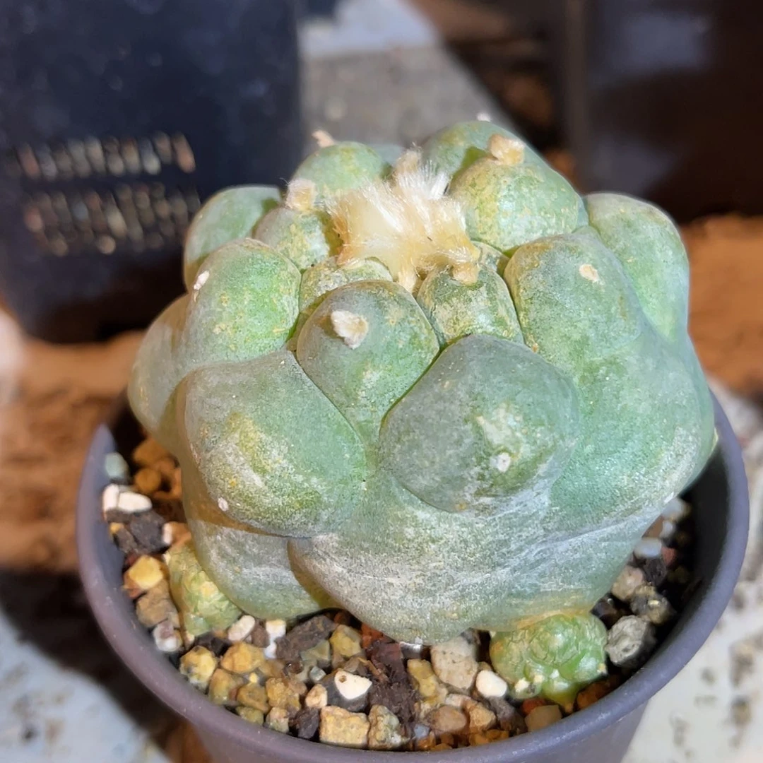 佛头玉一物一拍的