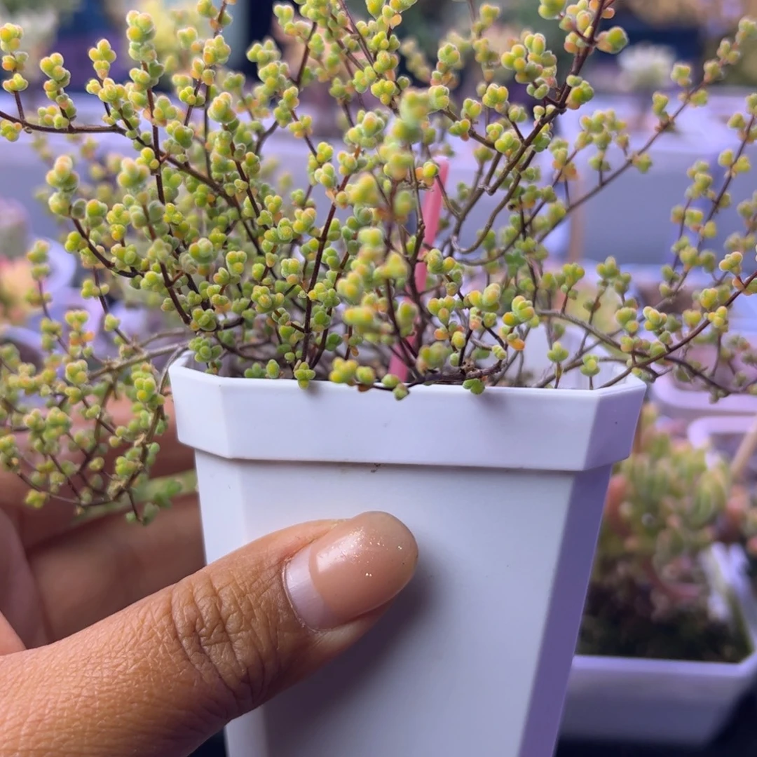 宸***冉847多肉植物枝干黄金莱斯