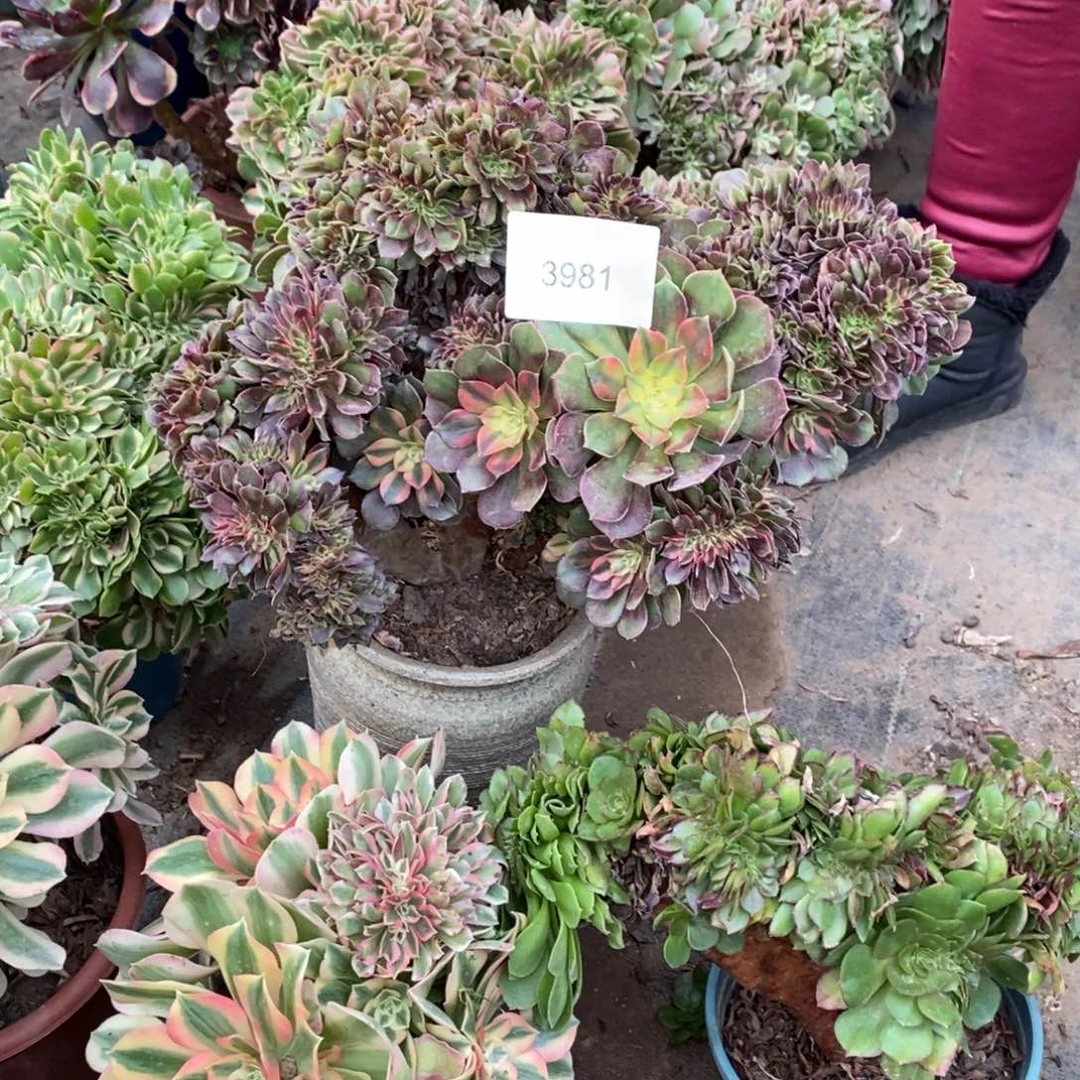 雅典娜约合3981号多肉