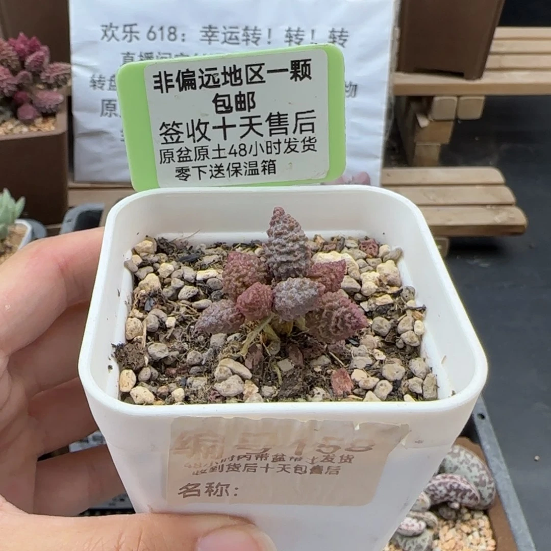 莹****球158苦瓜多肉植物