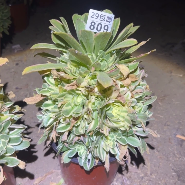 艳凝……多肉植物的
