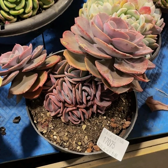 平**康尘埃17075多肉