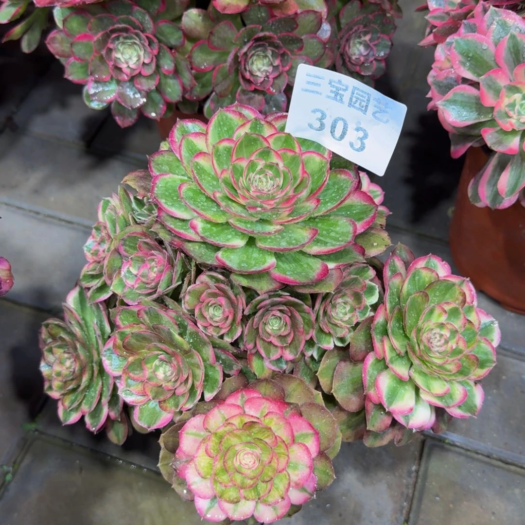 巧*力多肉植物303玉资