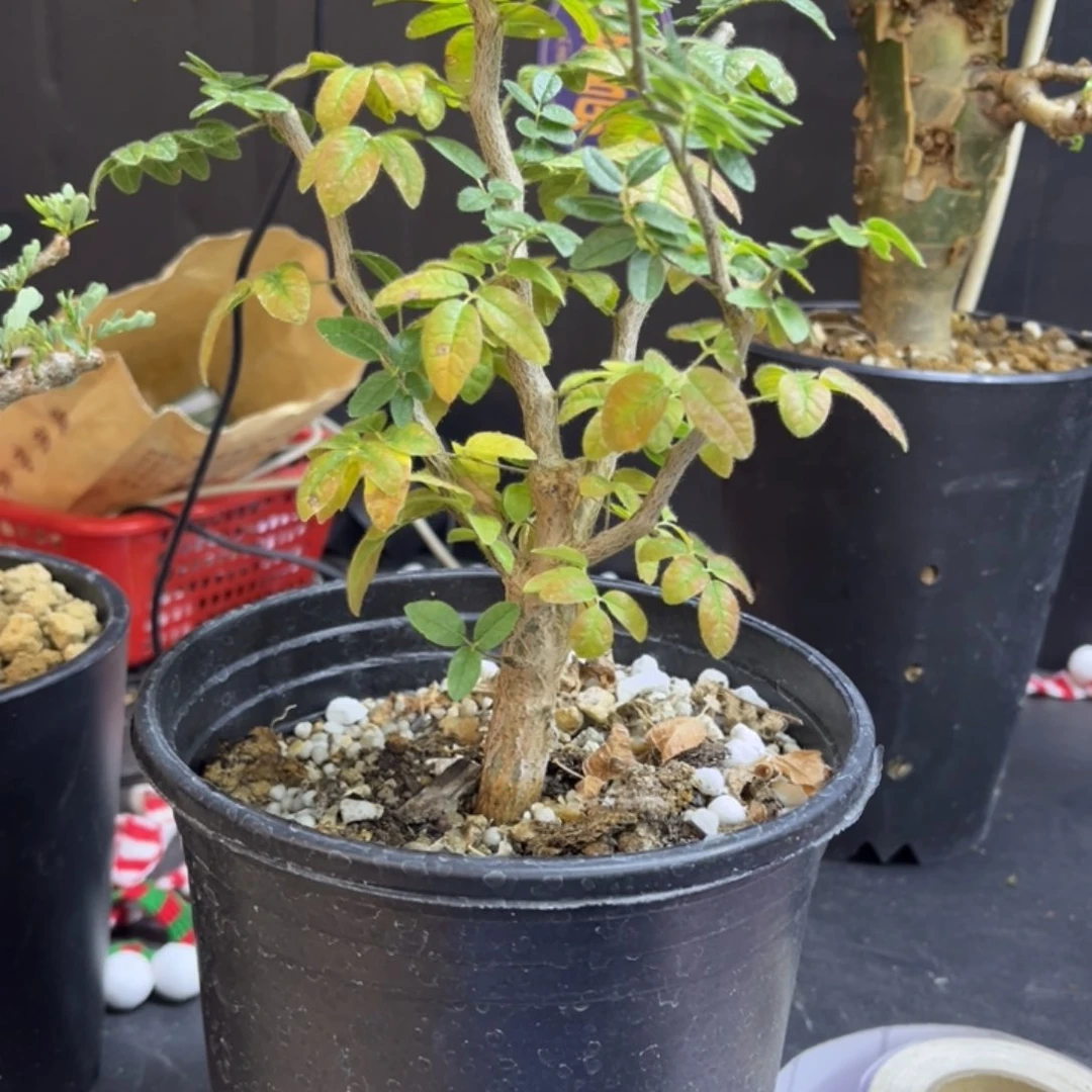 J****g滔天➕土111111111111111