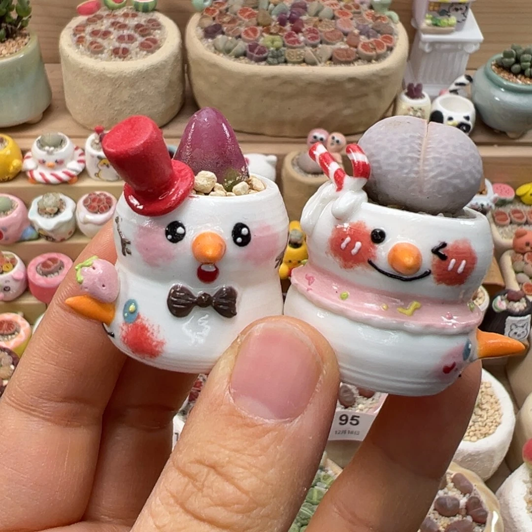 多肉植物133号两盆