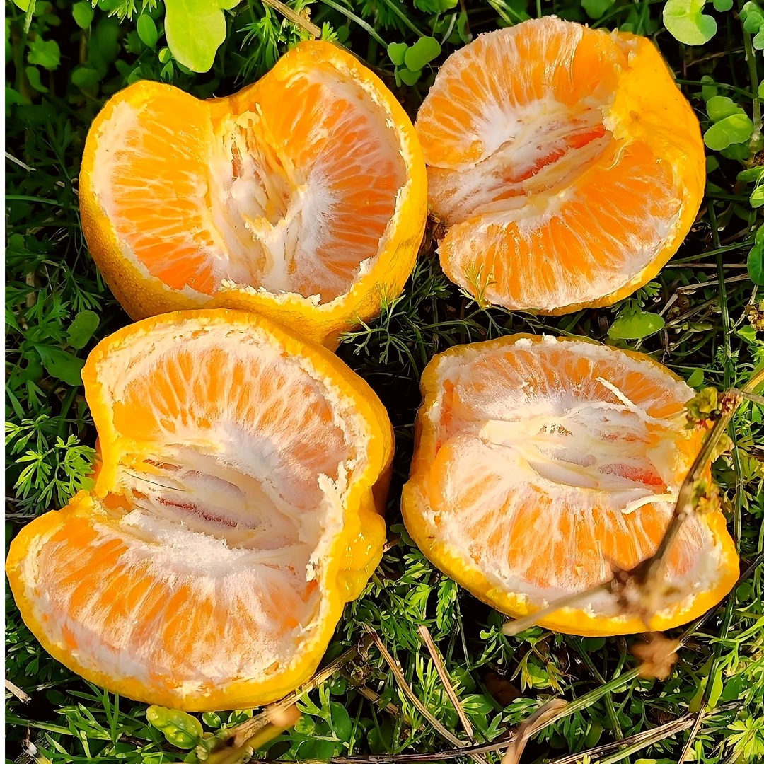 鲁班柑橘（大果五斤/八斤装）鲁班湖水美村农家水果助农帮扶农产品！