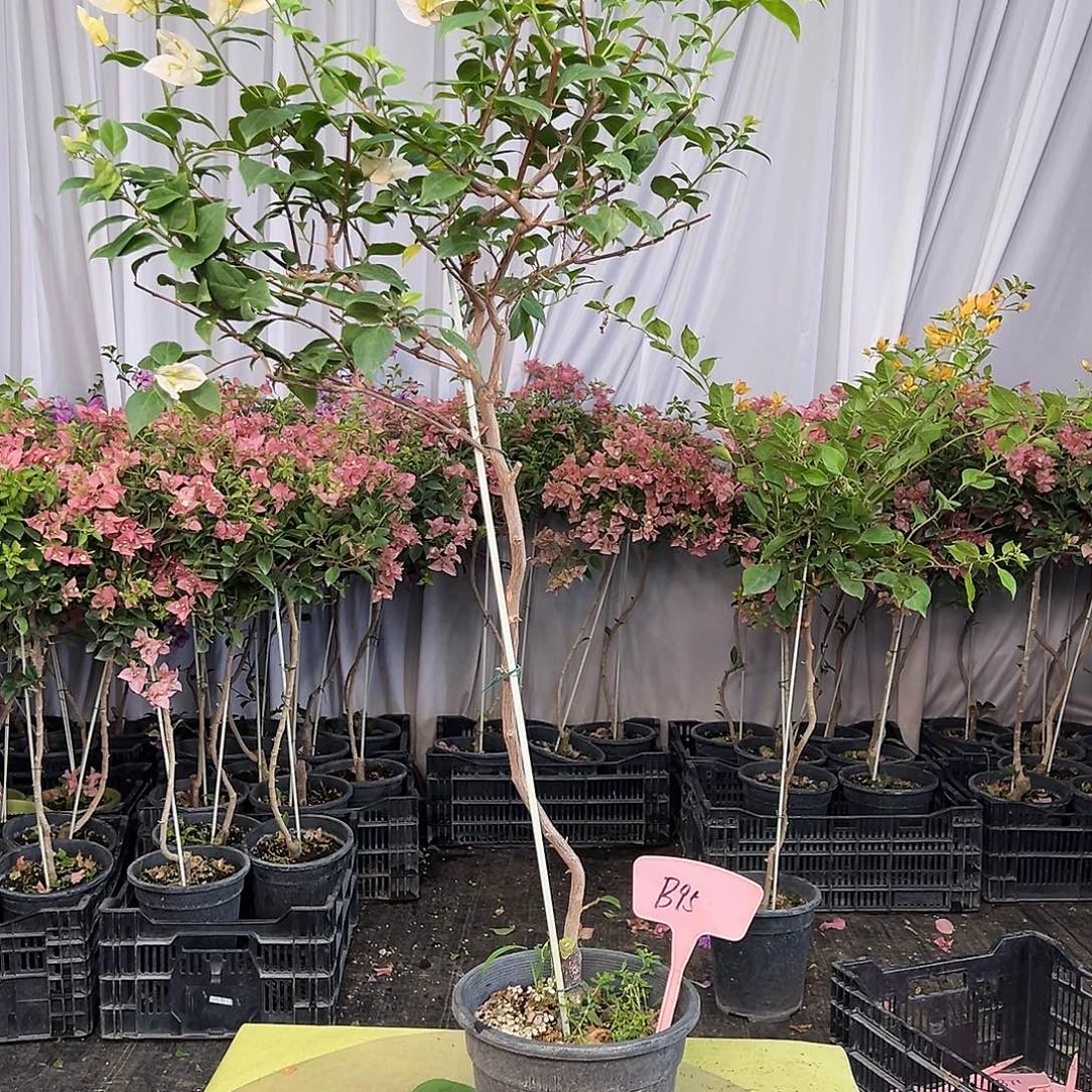 相***沫当前无花栽培后可以开花B95苏瓦娜