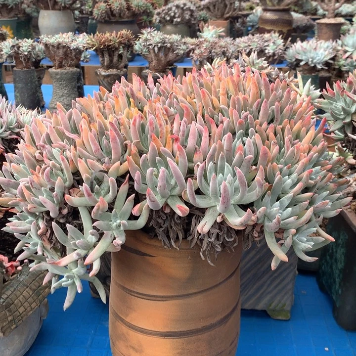 艾杜杂拇指，多肉朵朵缀