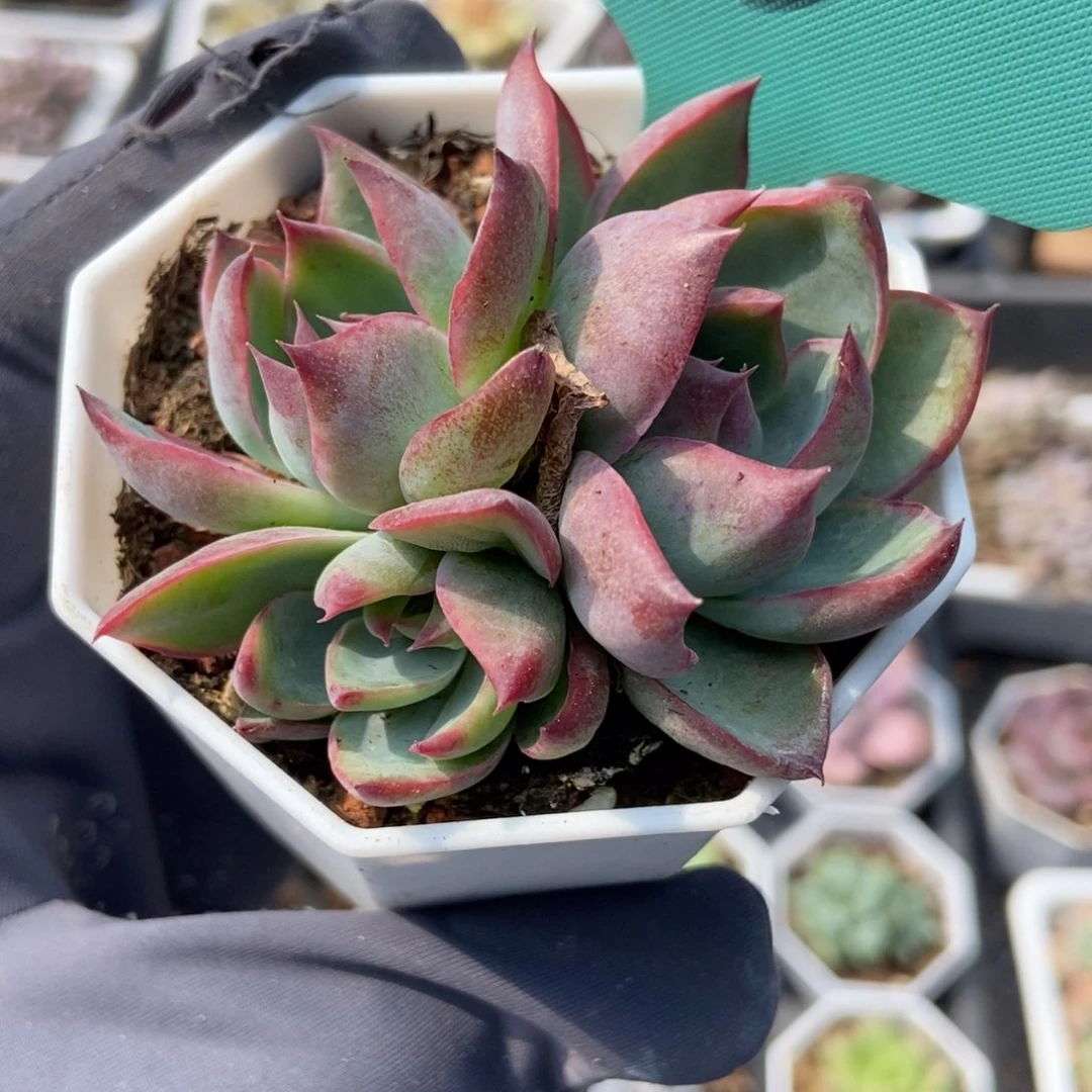 13惊鸿仙子多肉植物保护